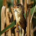 Australian Reed-Warbler on Typha<br />Canon EOS 7D + EF400 F5.6L